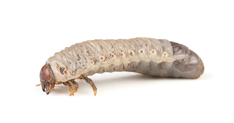 white larva of cockchafer detoured