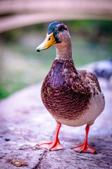 pato