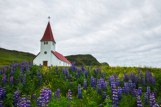 Church surrounded with blooming lupine flowers in Vik, Iceland © Nick Fox