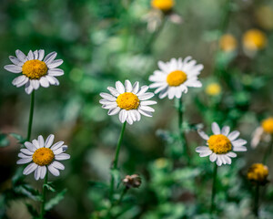 White and yellow Daisy  macro photography, edited photo ready to use. Daisies field look like chamomile flower