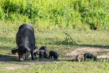 Small baby pigs with sow mother pig. Black piglets feeding in green sunny grass farm field