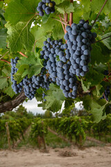 Fototapeta premium Racimos 2020