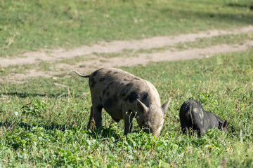 Little cute baby pigs feeding. Two piglets feeding in green sunny grass farm field