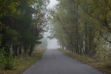 Asphalt road among the forest on a foggy morning.