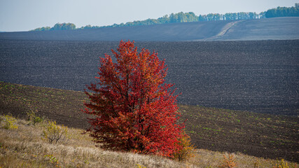 wild pear tree covered with red foliage against the background of a plowed field.