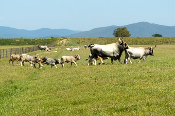 Italy Tuscany Grosseto, natural park of the Maremma nature reserve Alberese Uccellina free animals