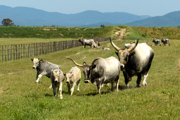 Italy Tuscany Grosseto, natural park of the Maremma nature reserve Alberese Uccellina free animals