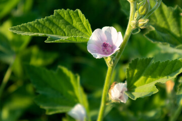 Althaea officinalis, or marsh-mallow, family Malvaceae. Pale pink tender blooming flower with leaves in vibrant greenery background
