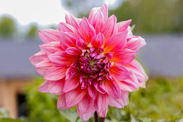 pink dahlia flower