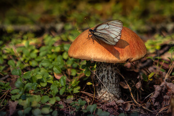 insect (white butterfly) resting on the cap of the porcini mushroom