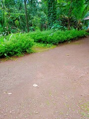 path in the forest