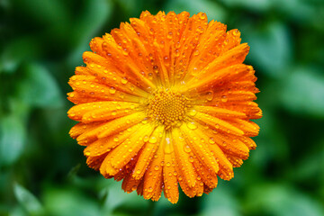 orange flower in the garden with water drops