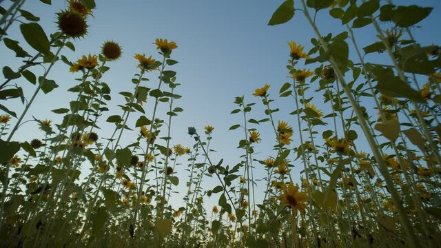 sunflower field in the susnet from below