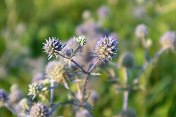 Sharp wild Eryngium bourgatii, Amethyst Eryngos flowers purple blue with green blurred background on bright sunny summer warm light