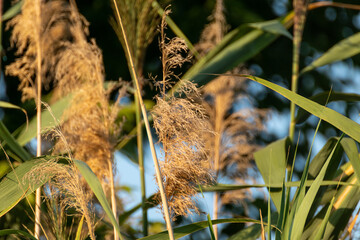 Reeds fluffy yellow and green close up on a sunny summer day. Natural Bulrush eco background