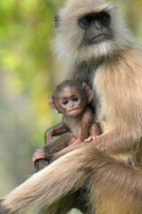 Obraz premium Common Langur baby looking at camera