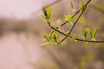 green leaves in spring