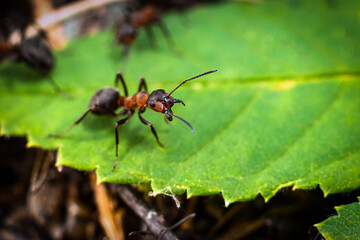 an ant defends itself against an attack on a green petal