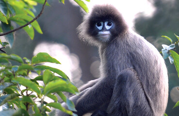 Phayre's Leaf Monkey (Trachypithecus phayrei) or Spectacled Langur close-up shot