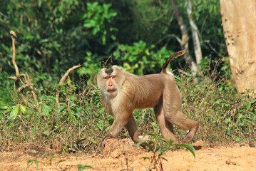 Pig Tailed Macaque (Macaca leonina) walking and looking at camera