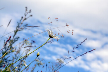 White chamomile on a background of herbs and blue sky with clouds