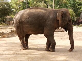 éléphant