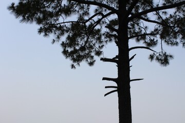 A tree of Solan Valley India