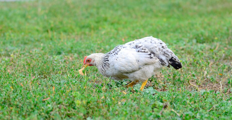 Rooster chicken on the green grass on a traditional free range poultry, organic farm , grazing of the farm on the grass with copy space