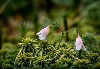 young pink bell-shaped embryos of forest flower