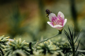 a bell-shaped embryo of a forest flower pink and pollinated by insects