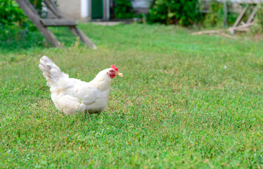 White chicken holds a piece of bread in its beak on the green grass on a traditional free range poultry, organic farm , grazing of the farm on the grass with copy space