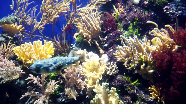 Beautiful, exotic aeoliscus strigatus or razorfish and other different colorful fish swimming underwater in big aquarium among natural coral reef.