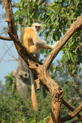 Golden Langur (Trachypithecus geei) sitting on tree branch and basking
