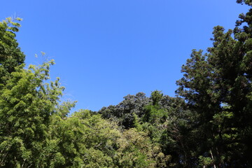 Obraz premium 日本の山を散歩中に撮影