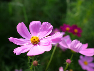 日本庭園の花畑で咲くピンク色のコスモスの花々（日本の浜離宮恩賜庭園）