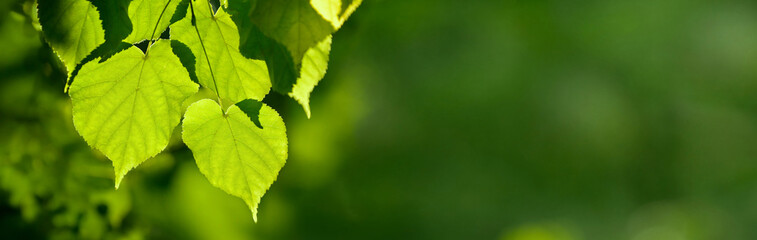 Summer nature background. Lime tree leaves under sunrays in a summer day. 