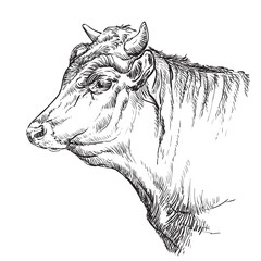 Head of the bull hand drawing illustration