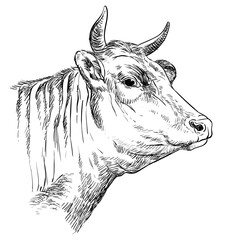 Head of the cow hand drawing illustration
