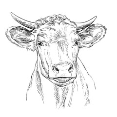 Head of the bull head vector illustration