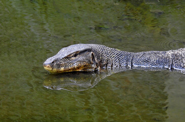 Malayan Water Monitor Lizard Swimming