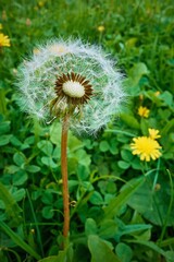 one white dandelion flower with flying guns in a green meadow close-up