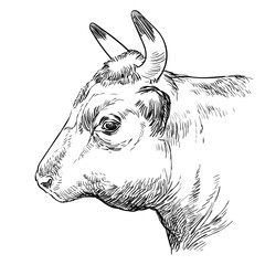 Head of the bull hand drawing illustration