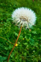 one fluffy white flower dandelion close-up on a green meadow