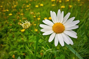 one flower of white daisy close-up against the background of green grass