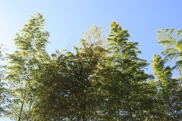 日本の山を散歩中に撮影