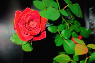 one flower of a beautiful red rose with a green branch and on a blurred background