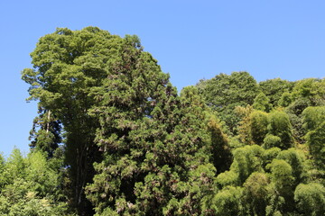 日本の山を散歩中に撮影