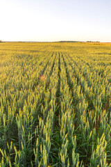 Scenic view at beautiful summer day in a wheaten shiny field with golden wheat and sun rays, deep blue cloudy sky and road, rows leading far away, valley landscape