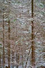 winter forest landscape for background
