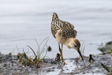Sandpiper search shellfish on shoreline